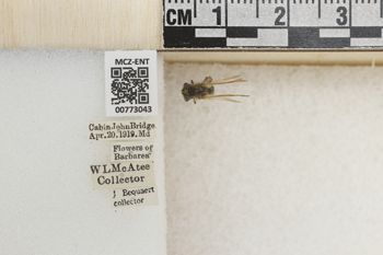 Media type: image;   Entomology 773043 Aspect: Labels